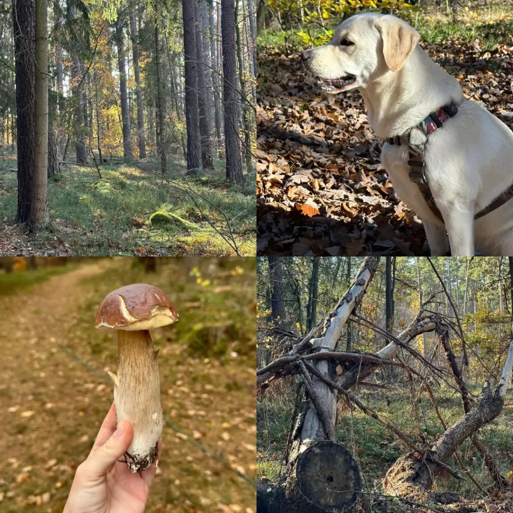 listopadowy las z kokosem